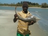 Guitar fish