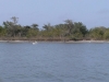 Pelican