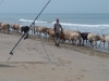 Beach visitors